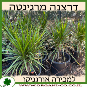 דרצנה מרגינטה 10 ליטר למכירה - מחיר