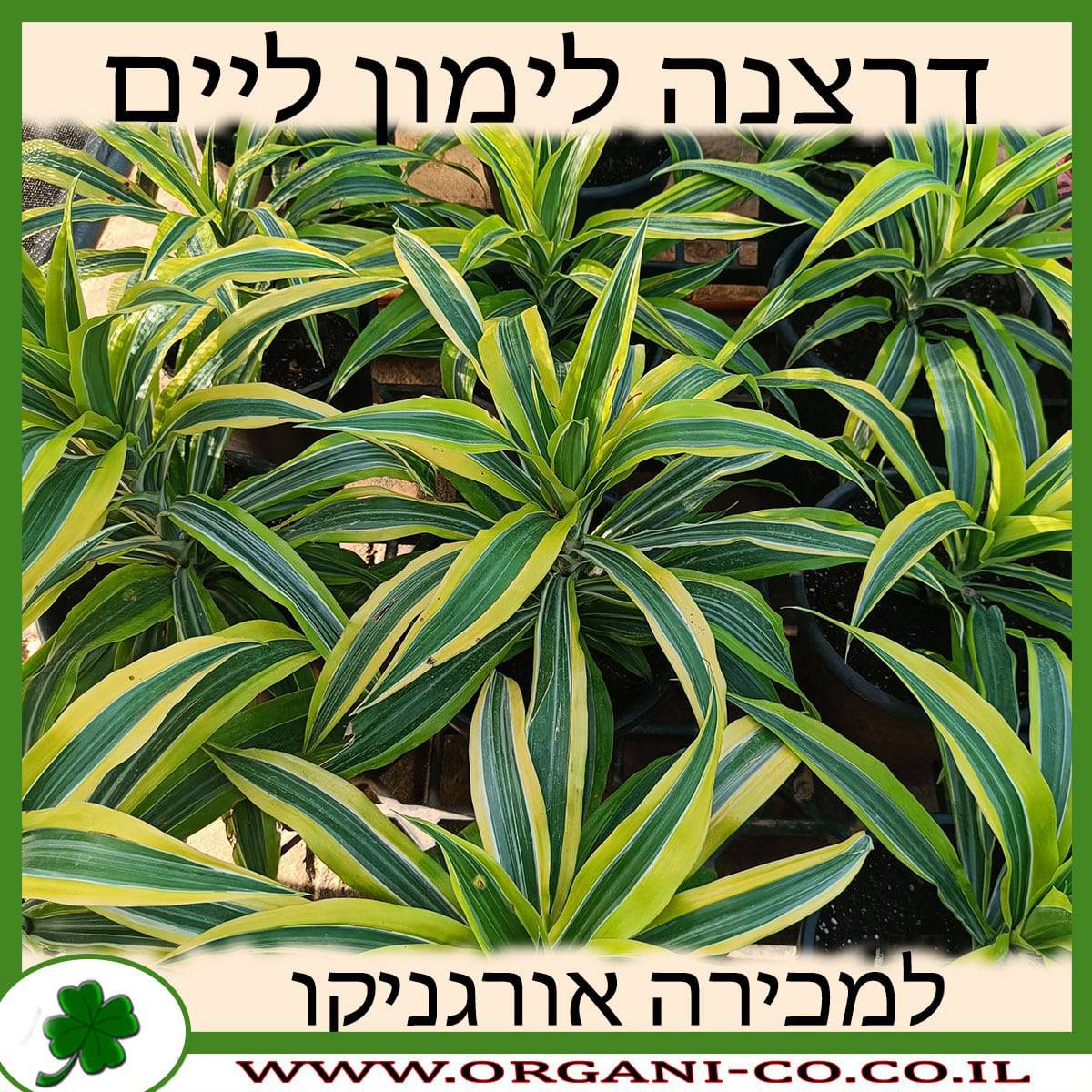 דרצנה לימון ליים למכירה - מחיר