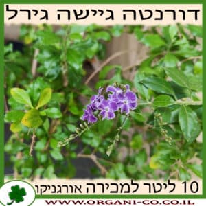 דורנטה גיישה גירל 10 ליטר למכירה - מחיר