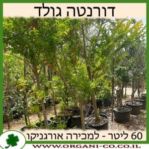 דורנטה תאילנדית 60 ליטר למכירה - מחיר