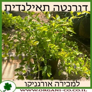 דורנטה תאילנדית 10 ליטר למכירה - מחיר