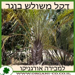 דקל משולש בוגר למכירה - מחיר