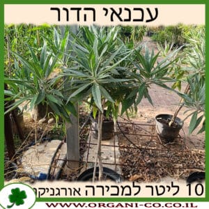 עכנאי הדור 10 ליטר למכירה - מחיר