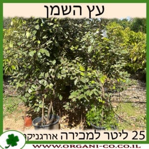 עץ השמן 25 ליטר למכירה - מחיר