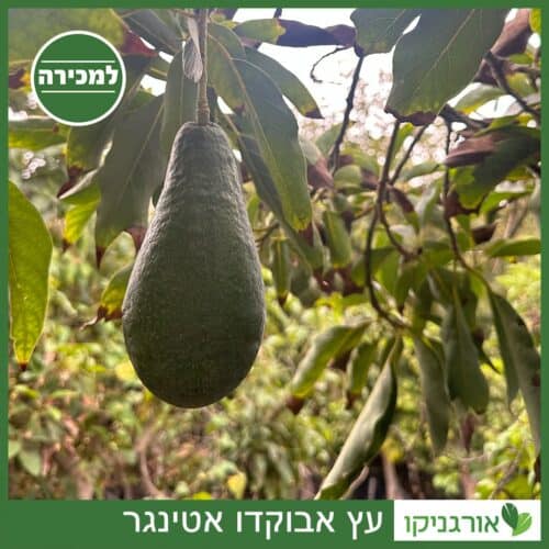 עץ אבוקדו אטינגר למכירה - מחיר