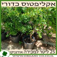 אקליפטוס כדורי 25 ליטר למכירה - מחיר