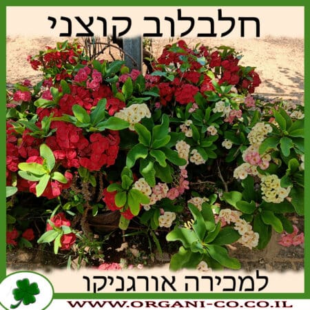 חלבלוב קוצני למכירה - מחיר