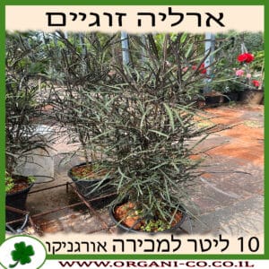 ארליה זוגיים 10 ליטר למכירה - מחיר