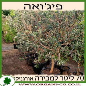 פיג'וייה 70 ליטר למכירה - מחיר