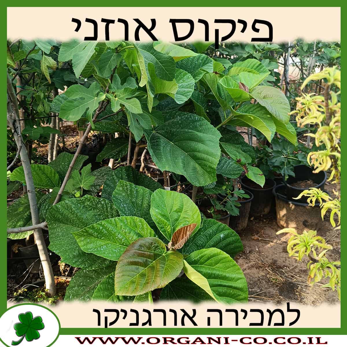 פיקוס אוזני למכירה - מחיר