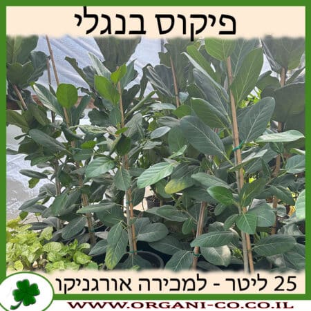 פיקוס בנגלי 25 ליטר למכירה - מחיר