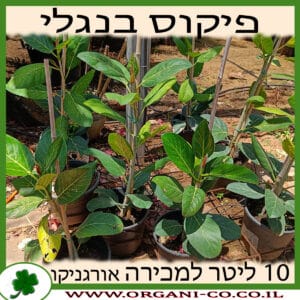 פיקוס בנגלי 10 ליטר למכירה - מחיר