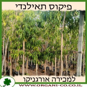 פיקוס צר עלים תאילנדי למכירה - מחיר