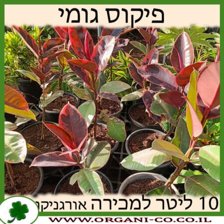 פיקוס גומי 10 ליטר למכירה - מחיר