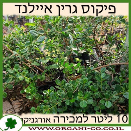 פיקוס גרין איילנד 10 ליטר למכירה - מחיר