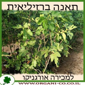 תאנה ברזילאית (סגול) 25 ליטר למכירה - מחיר