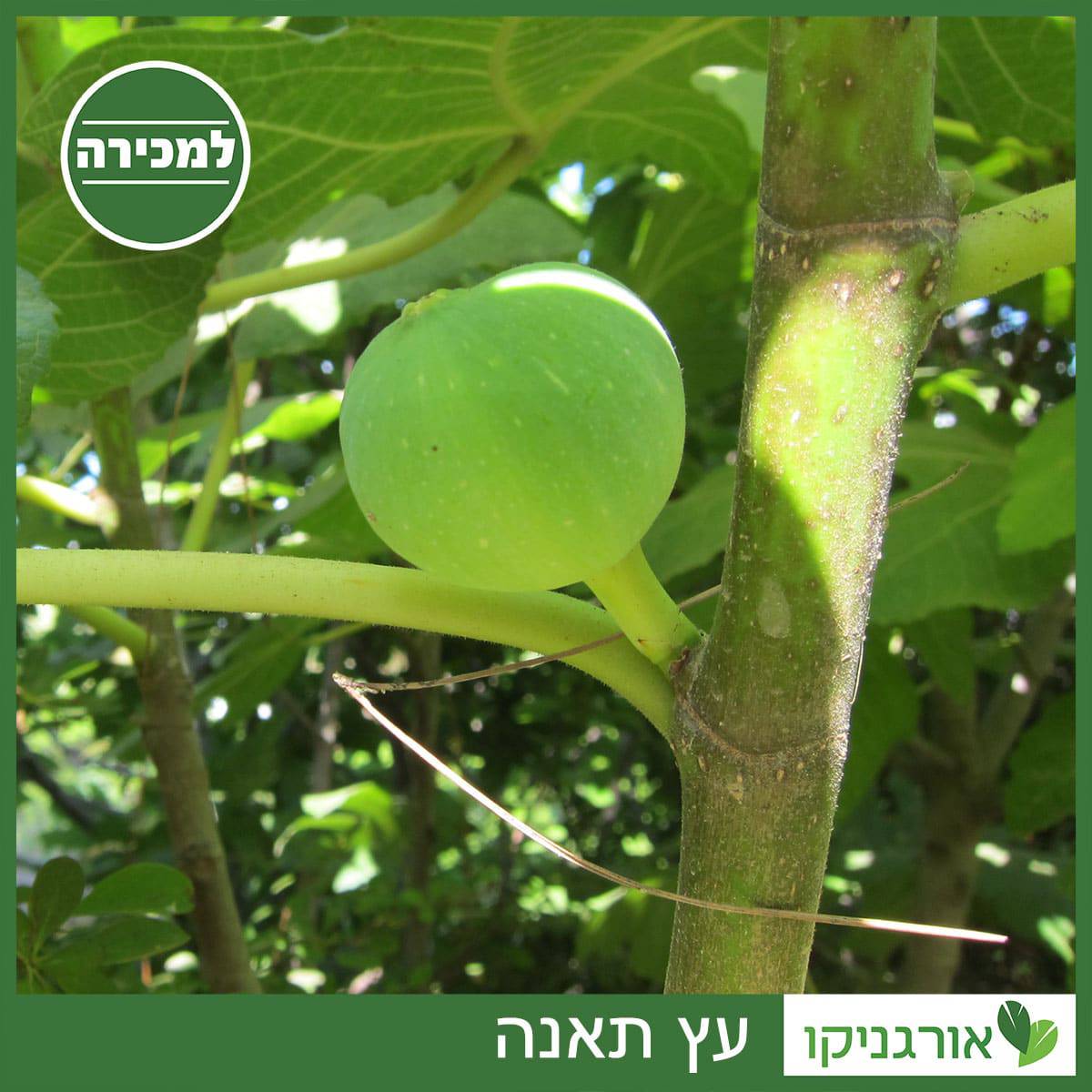 עץ תאנה למכירה - מחיר