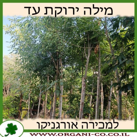 מילה ירוקת עד למכירה - מחיר