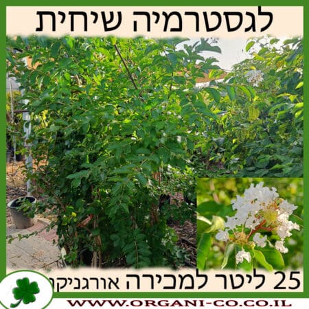 לגסטרמיה הודית שיחית 25 ליטר למכירה - מחיר