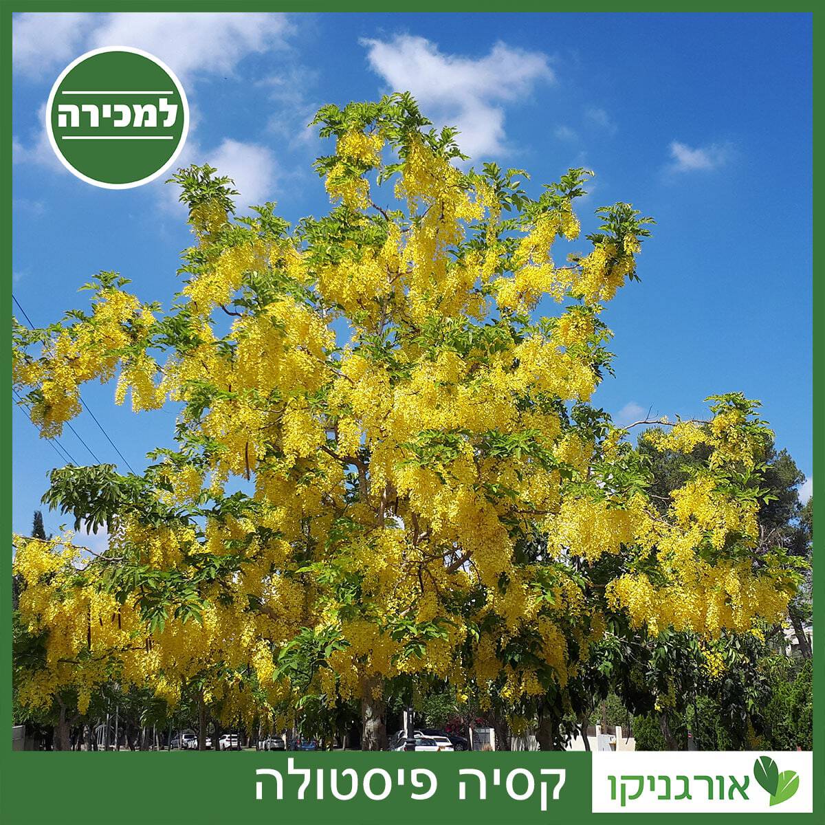 קסיה פיסטולה למכירה - מחיר