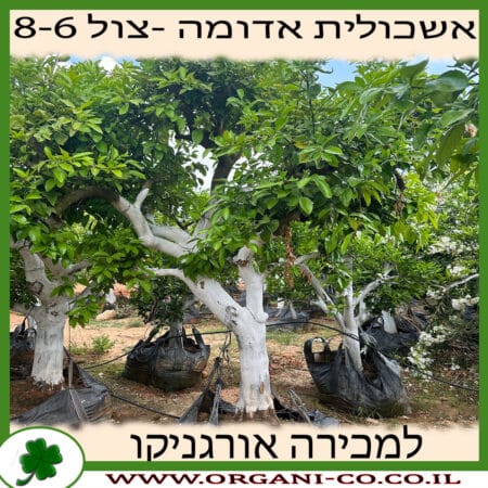 אשכולית אדומה בוגר 8-10 צול למכירה - מחיר