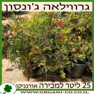 גרווילאה ג'ונסון 25 ליטר למכירה - מחיר