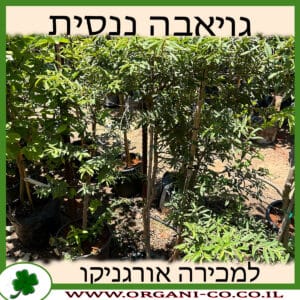 גויאבה ננסית 25 ליטר למכירה - מחיר