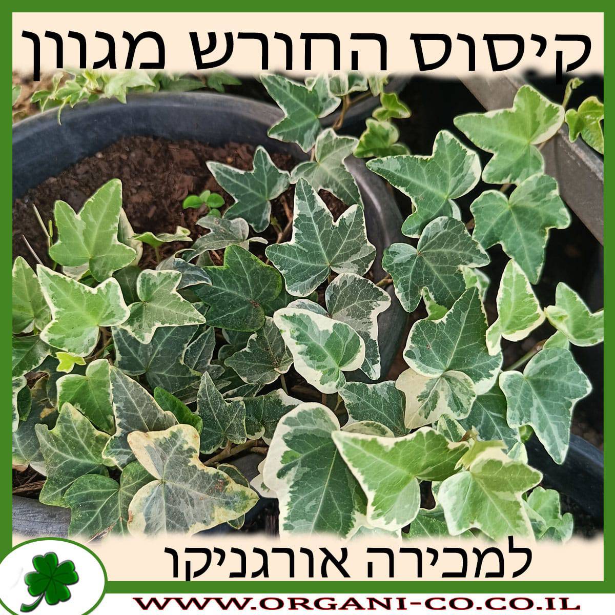 קיסוס החורש מגוון 10 ליטר למכירה - מחיר