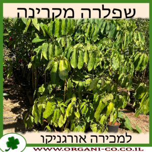 שפלרה מקרינה 25 ליטר למכירה - מחיר