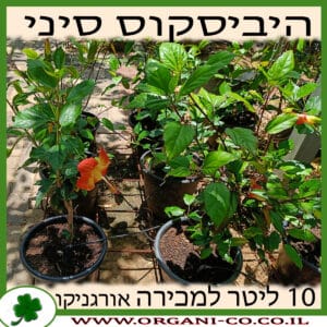 היביסקוס סיני (אפרסק) 10 למכירה - מחיר