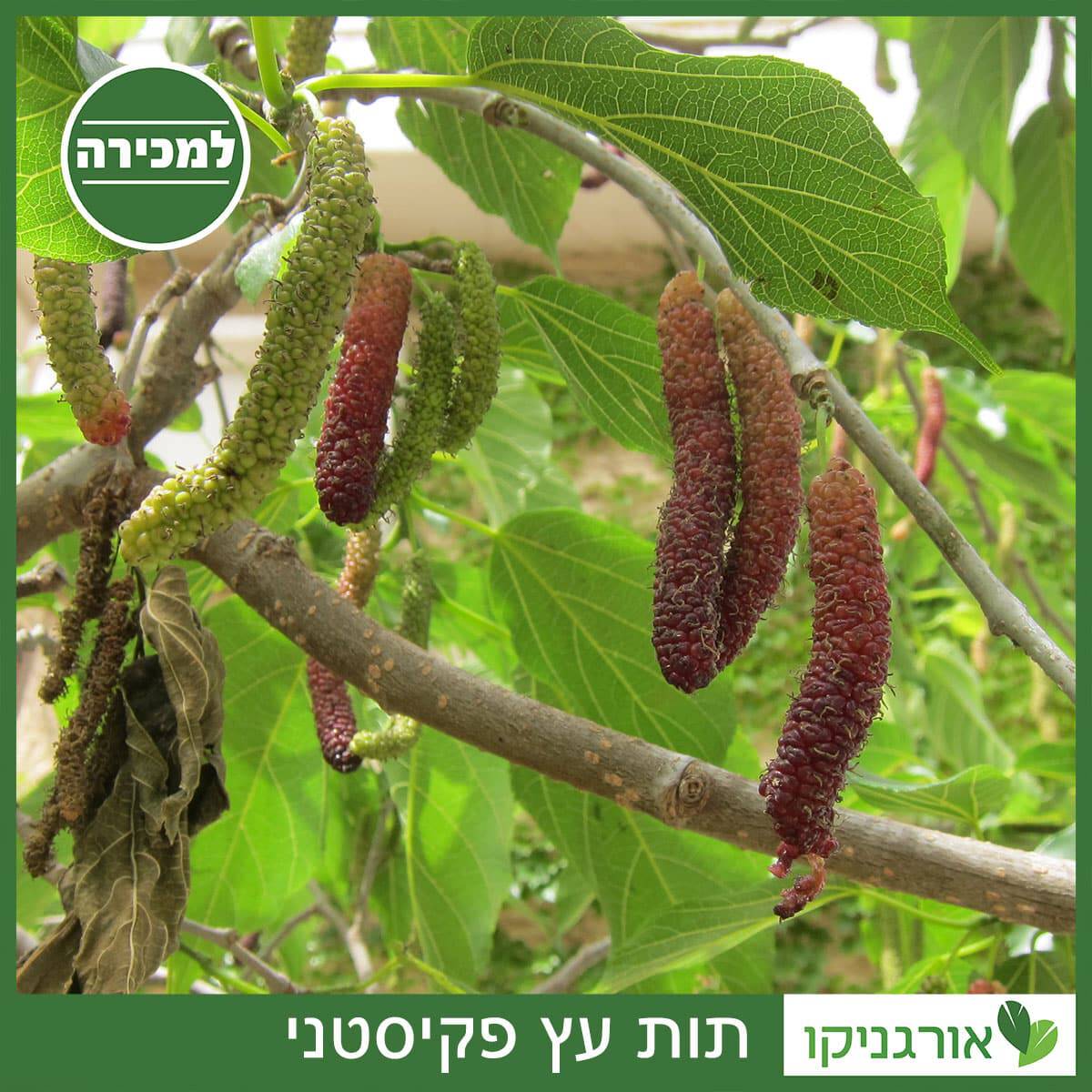 תות עץ פקיסטני - למכירה - מחיר