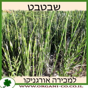 שבטבט למכירה - מחיר