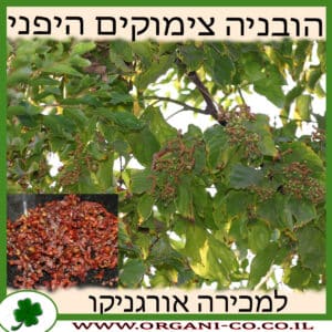 הובניה עץ הצימוקים היפני למכירה - מחיר