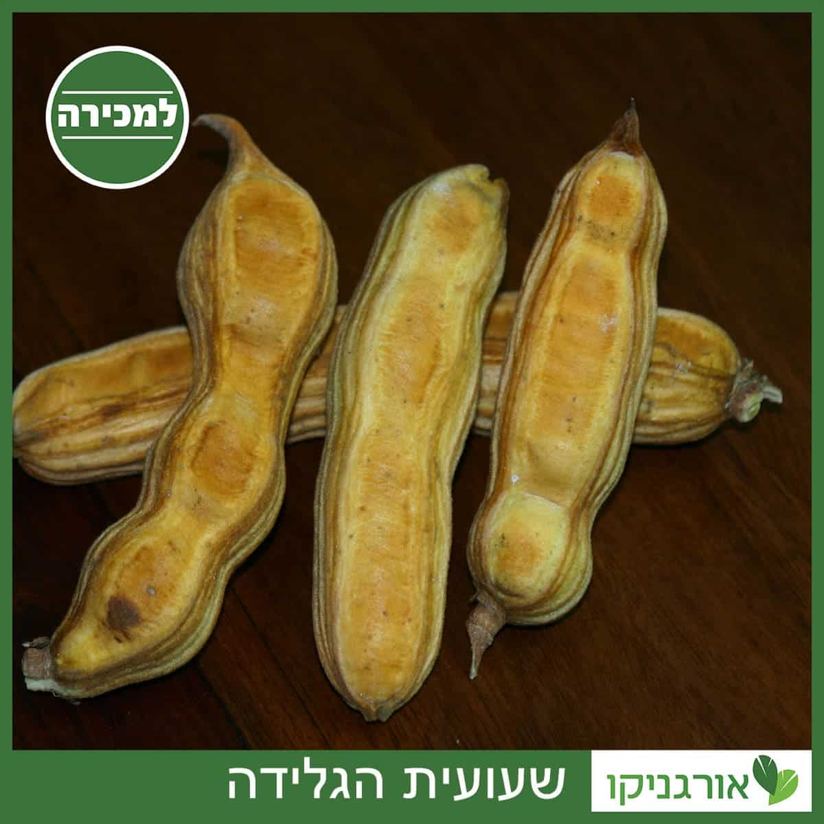 שעועית הגלידה למכירה - מחיר