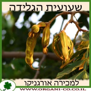 שעועית הגלידה למכירה - מחיר