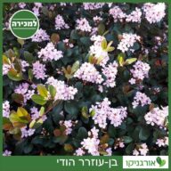 בן-עוזרר הודי למכירה - מחיר