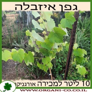 גפן איזבלה 10 ליטר למכירה - מחיר