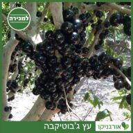 ג'בוטיקבה - למכירה - מחיר