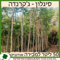 סיגלון - ג'קרנדה 50 ליטר למכירה - מחיר