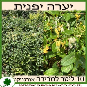 יערה יפנית 10 ליטר למכירה - מחיר