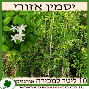 יסמין אזורי 10 ליטר למכירה - מחיר