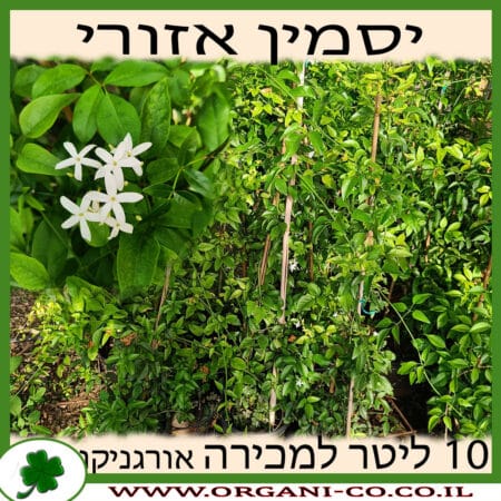 יסמין אזורי 10 ליטר למכירה - מחיר