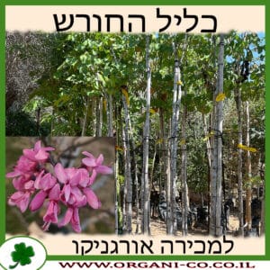 כליל החורש למכירה - מחיר