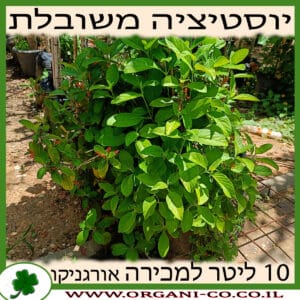 יוסטיציה משובלת 10 ליטר למכירה - מחיר