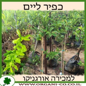 עץ כפיר ליים למכירה