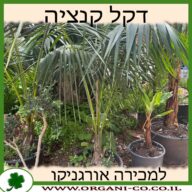 דקל קנטיה למכירה - מחיר