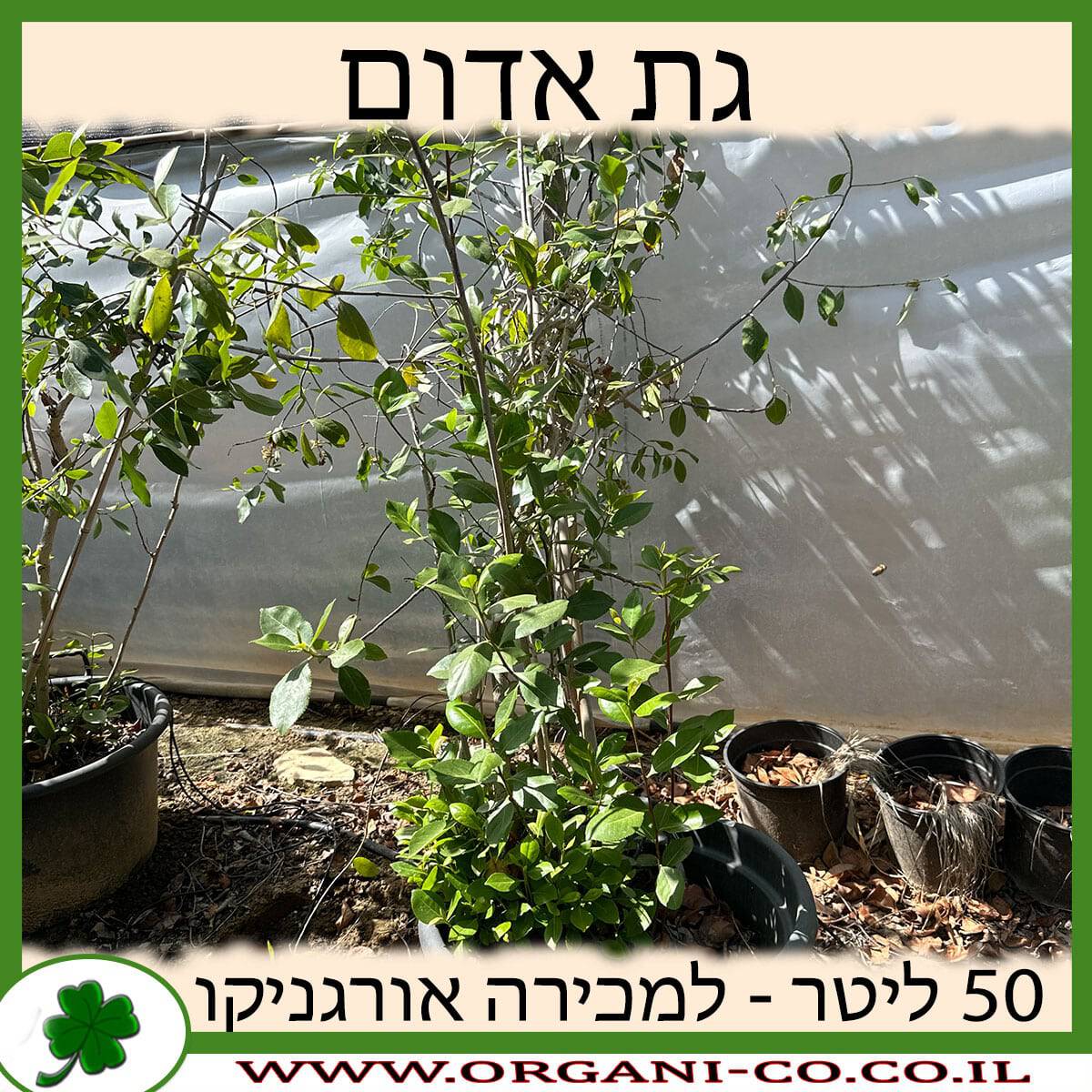 גת אדום 50 ליטר למכירה - מחיר