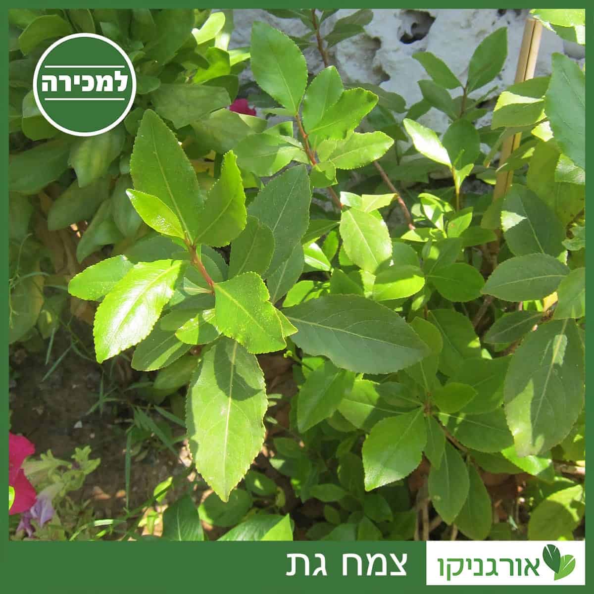 גצמח גת למכירה - מחיר