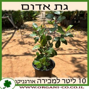 גת אדום 10 ליטר למכירה - מחיר