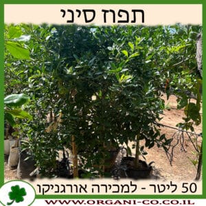 תפוז סיני 50 ליטר למכירה - מחיר